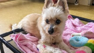 スキルボランティアさん募集！